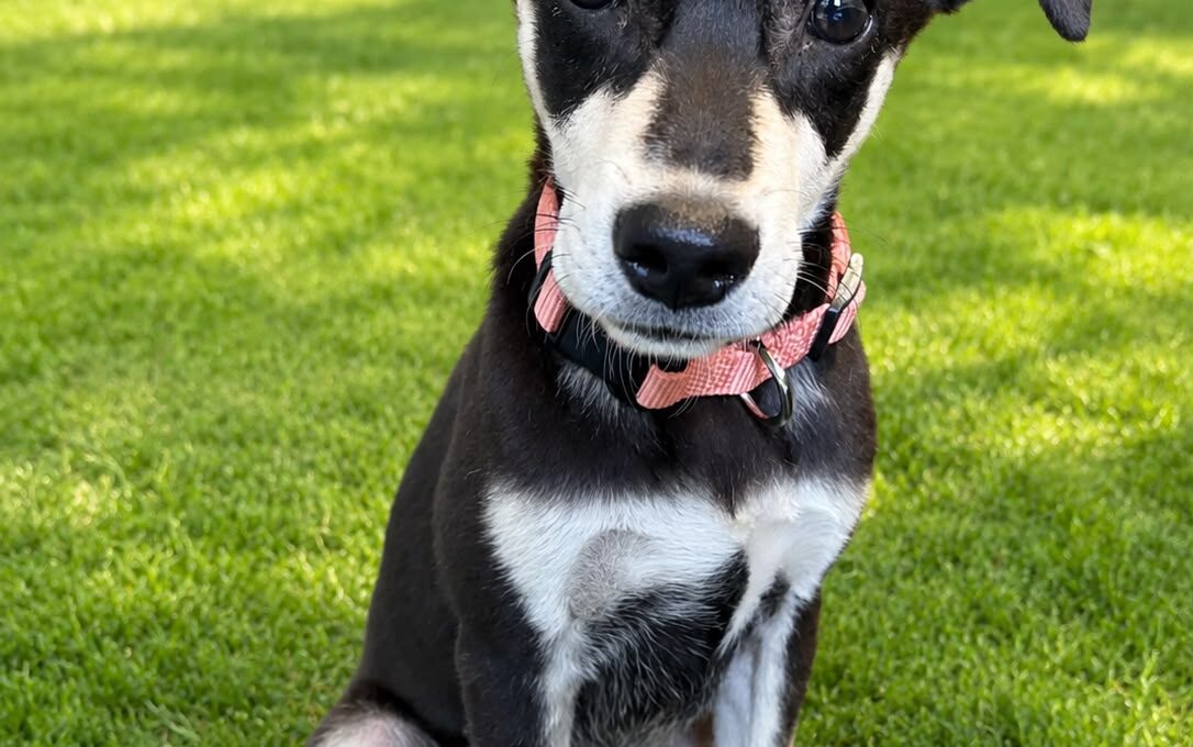 インド犬との暮らし