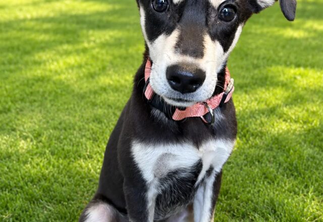 インド犬との暮らし
