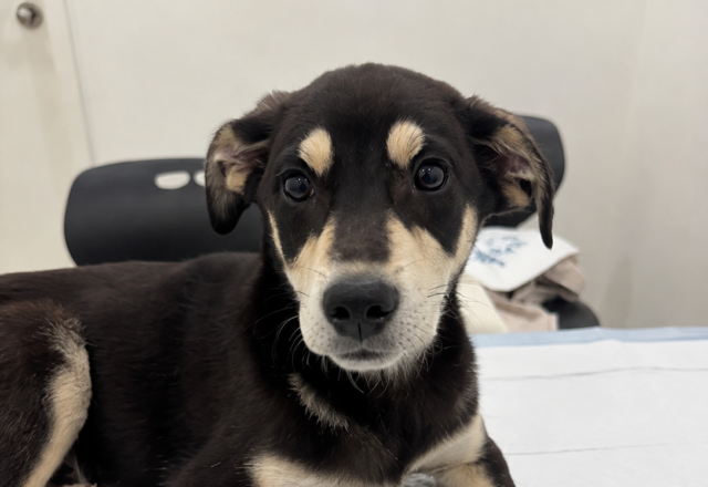 保護犬さな、マダニとの闘い。