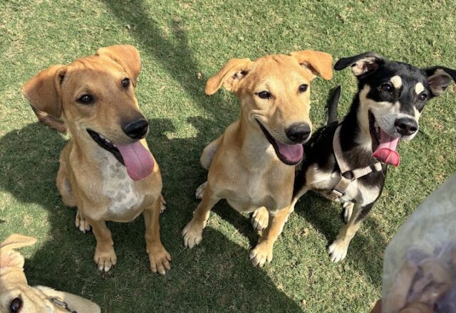 🐾 私がインド犬「さな」を家族にした理由。