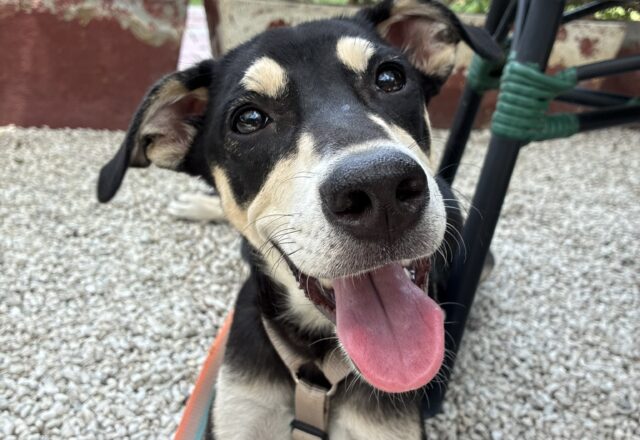 インド犬のごはん事情について！